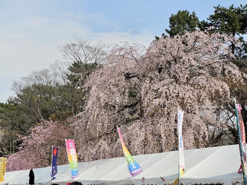 2024-03-31 名古屋賞櫻旅Day5 鶴舞公園+名古屋