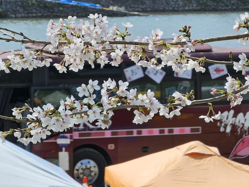 2024-03-30 名古屋賞櫻旅Day4 岡崎城公園+ L