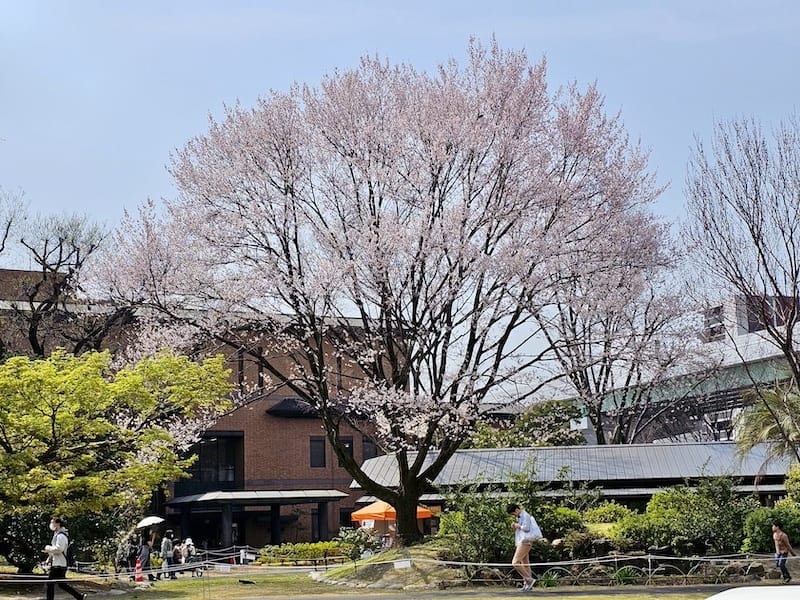 2024-03-31 名古屋賞櫻旅Day5 鶴舞公園+名古屋