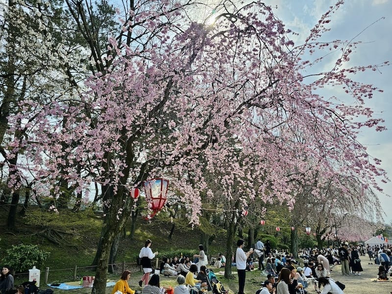 2024-03-31 名古屋賞櫻旅Day5 鶴舞公園+名古屋