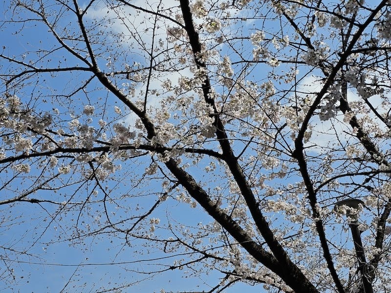 2024-03-30 名古屋賞櫻旅Day4 岡崎城公園+ L