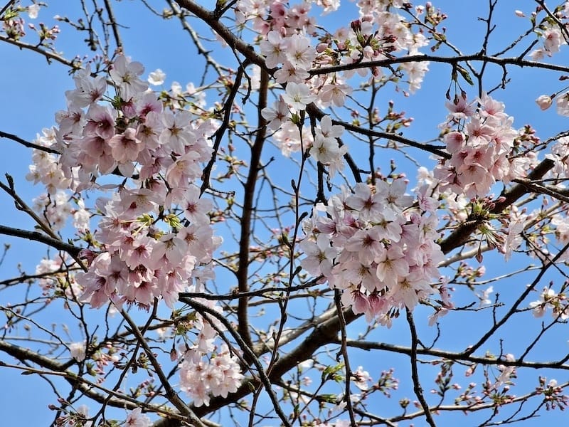 2024-03-31 名古屋賞櫻旅Day5 鶴舞公園+名古屋