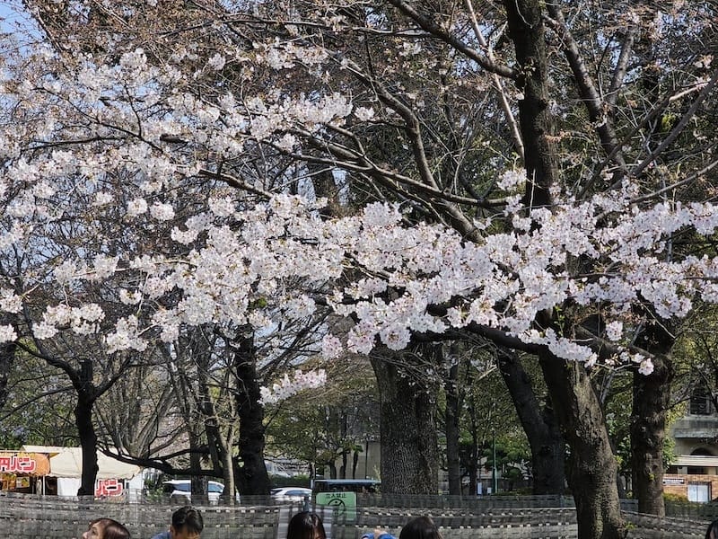 2024-03-31 名古屋賞櫻旅Day5 鶴舞公園+名古屋