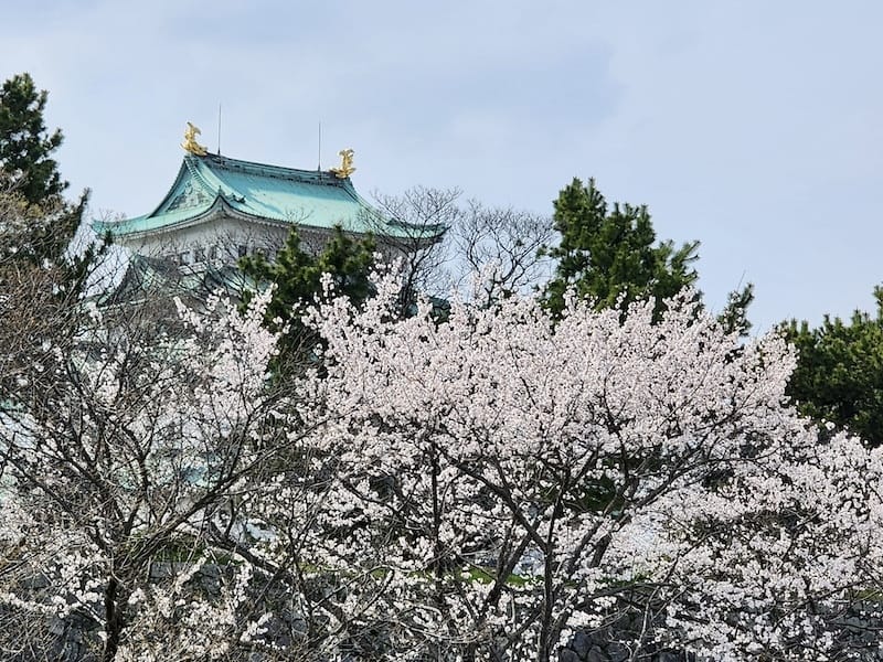 2024-03-31 名古屋賞櫻旅Day5 鶴舞公園+名古屋