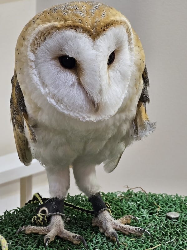 2024-03-30 名古屋賞櫻旅Day4 岡崎城公園+ L