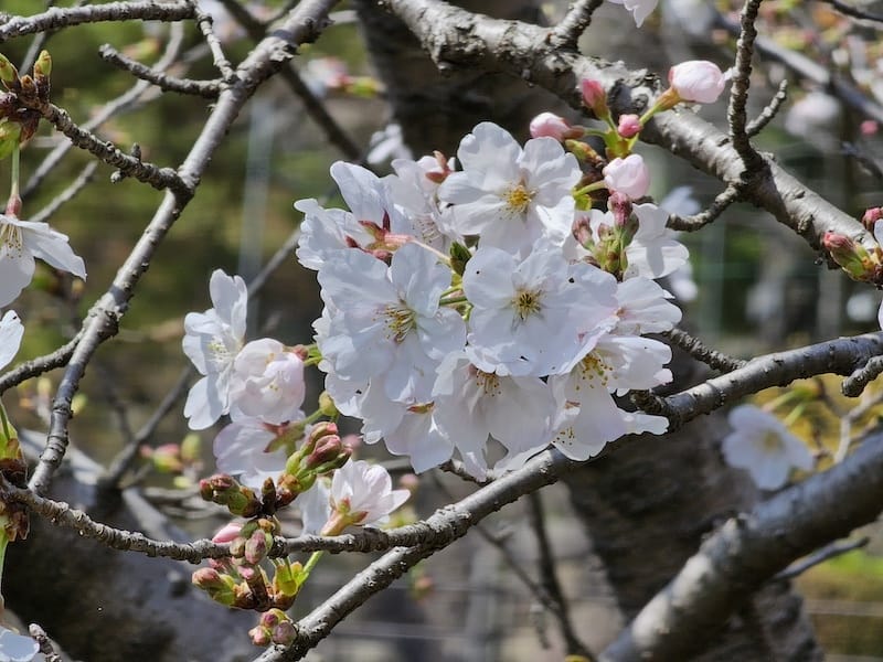 2024-03-30 名古屋賞櫻旅Day4 岡崎城公園+ L