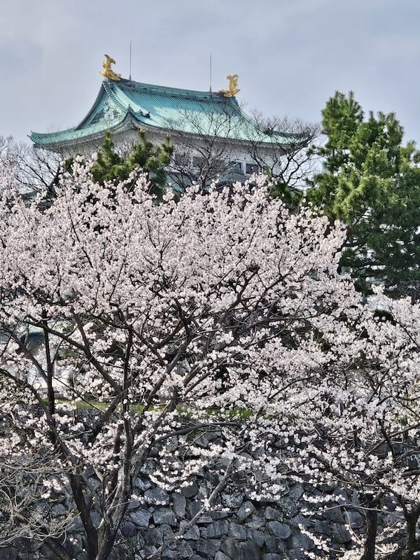 2024-03-31 名古屋賞櫻旅Day5 鶴舞公園+名古屋