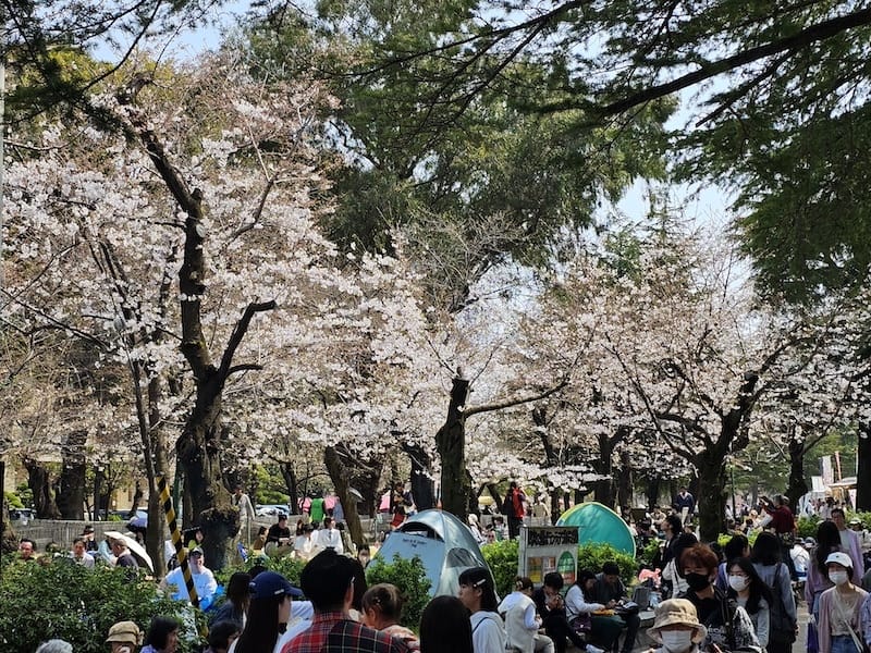 2024-03-31 名古屋賞櫻旅Day5 鶴舞公園+名古屋