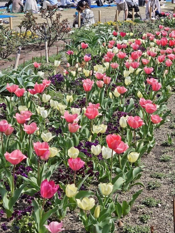 2024-03-31 名古屋賞櫻旅Day5 鶴舞公園+名古屋