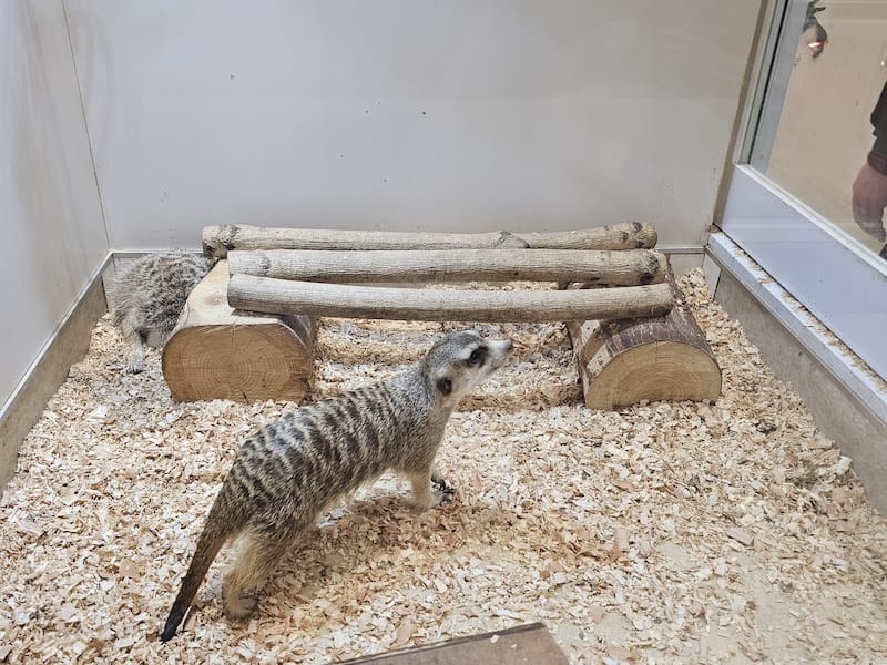 2024-03-30 名古屋賞櫻旅Day4 岡崎城公園+ L