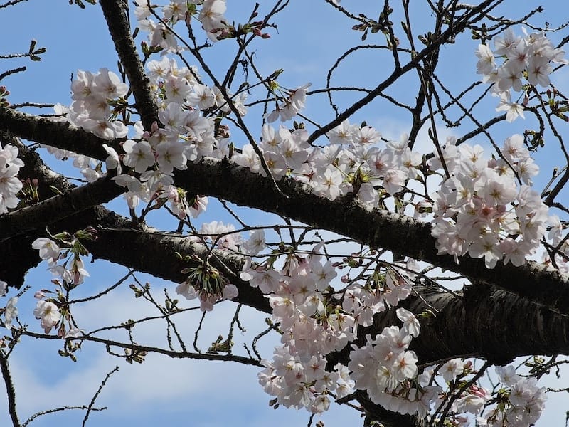 2024-03-30 名古屋賞櫻旅Day4 岡崎城公園+ L