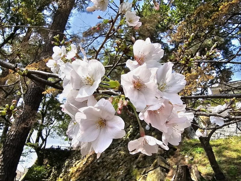 2024-03-30 名古屋賞櫻旅Day4 岡崎城公園+ L