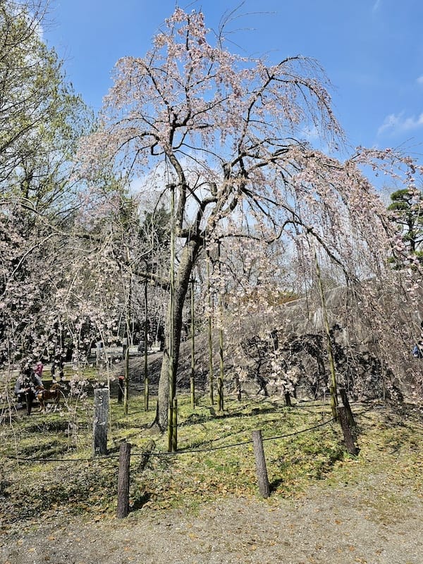 2024-03-30 名古屋賞櫻旅Day4 岡崎城公園+ L