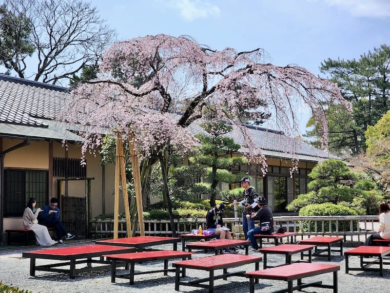 2024-03-30 名古屋賞櫻旅Day4 岡崎城公園+ L