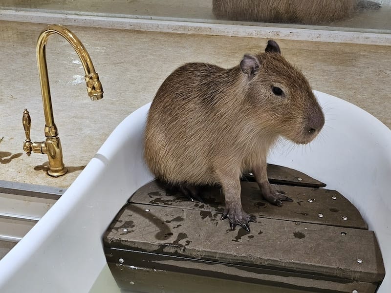 2024-03-30 名古屋賞櫻旅Day4 岡崎城公園+ L