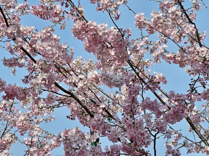 2024-03-31 名古屋賞櫻旅Day5 鶴舞公園+名古屋