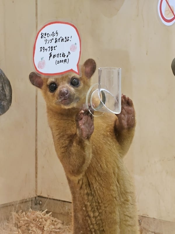 2024-03-30 名古屋賞櫻旅Day4 岡崎城公園+ L