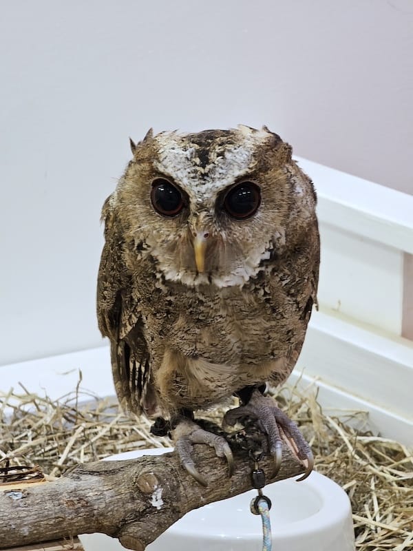 2024-03-30 名古屋賞櫻旅Day4 岡崎城公園+ L