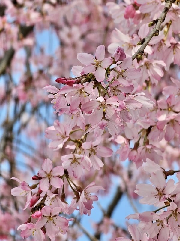 2024-03-31 名古屋賞櫻旅Day5 鶴舞公園+名古屋