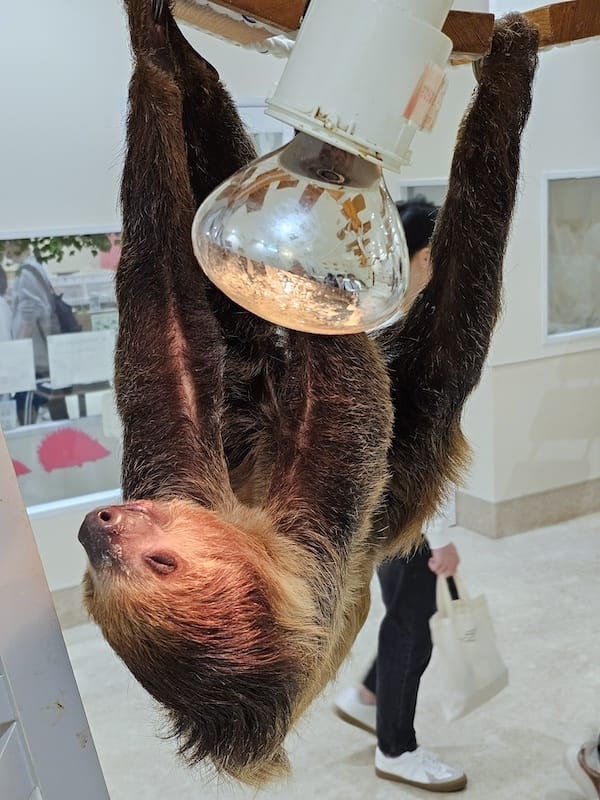 2024-03-30 名古屋賞櫻旅Day4 岡崎城公園+ L