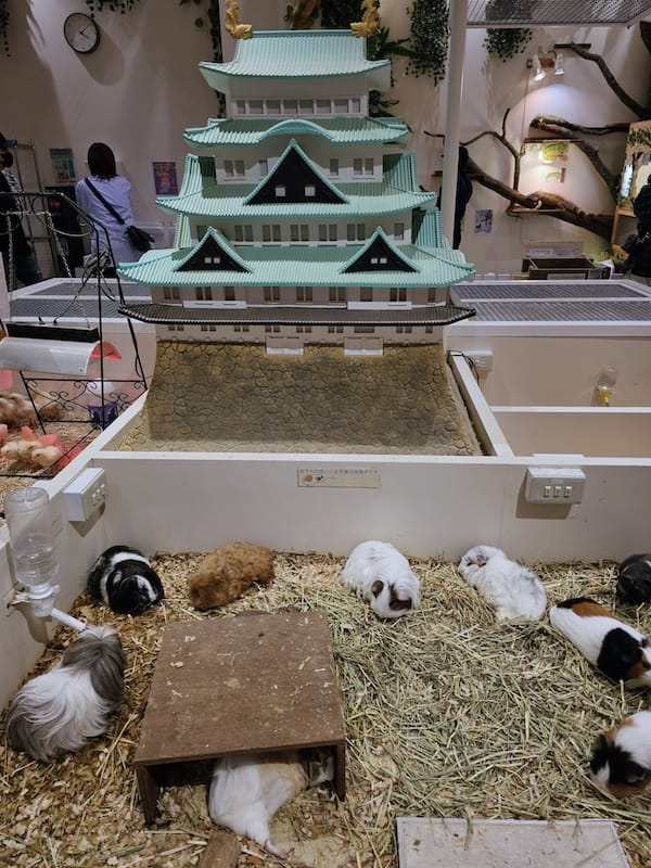 2024-03-30 名古屋賞櫻旅Day4 岡崎城公園+ L