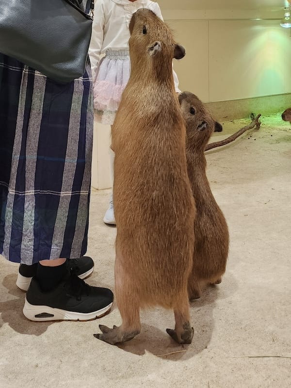 2024-03-30 名古屋賞櫻旅Day4 岡崎城公園+ L