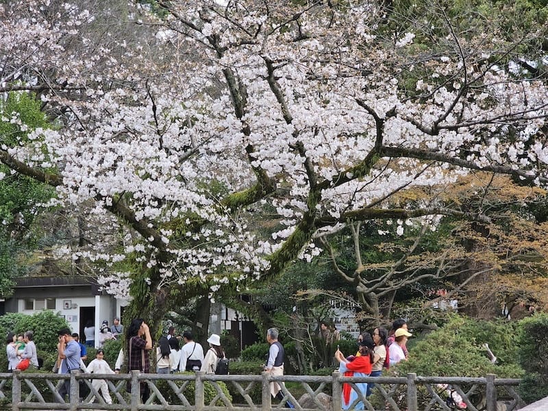 2024-03-31 名古屋賞櫻旅Day5 鶴舞公園+名古屋