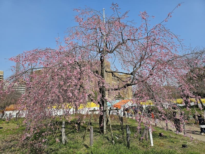 2024-03-31 名古屋賞櫻旅Day5 鶴舞公園+名古屋
