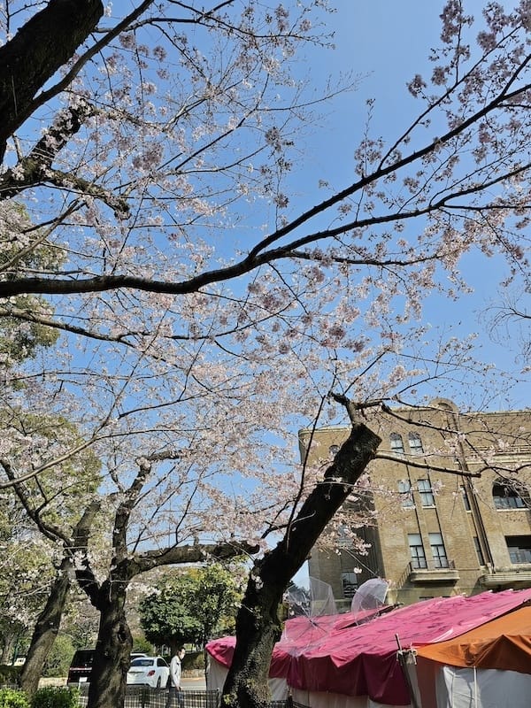 2024-03-31 名古屋賞櫻旅Day5 鶴舞公園+名古屋