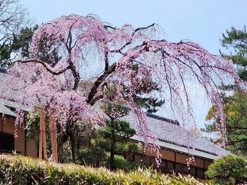 2024-03-30 名古屋賞櫻旅Day4 岡崎城公園+ L