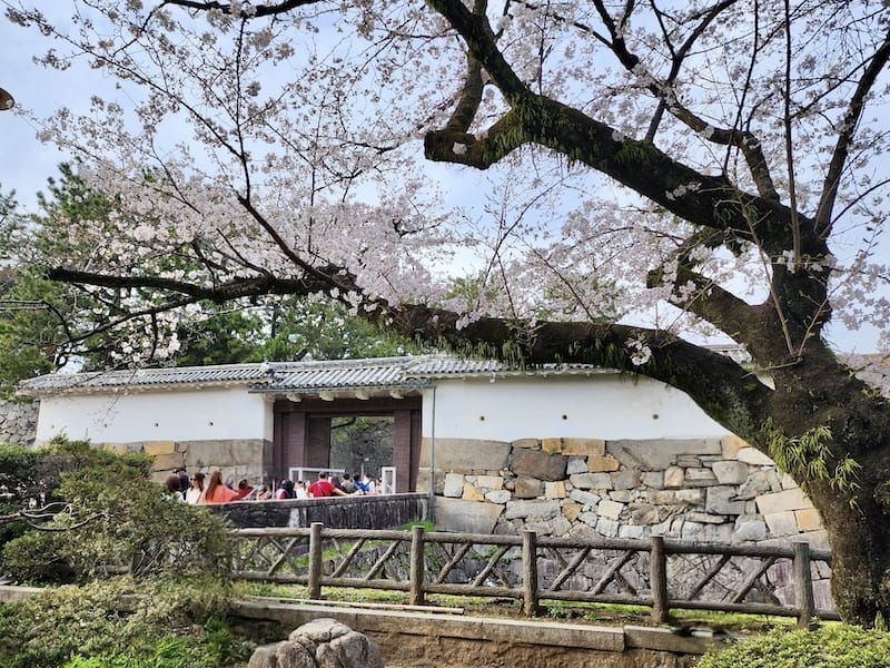 2024-03-31 名古屋賞櫻旅Day5 鶴舞公園+名古屋