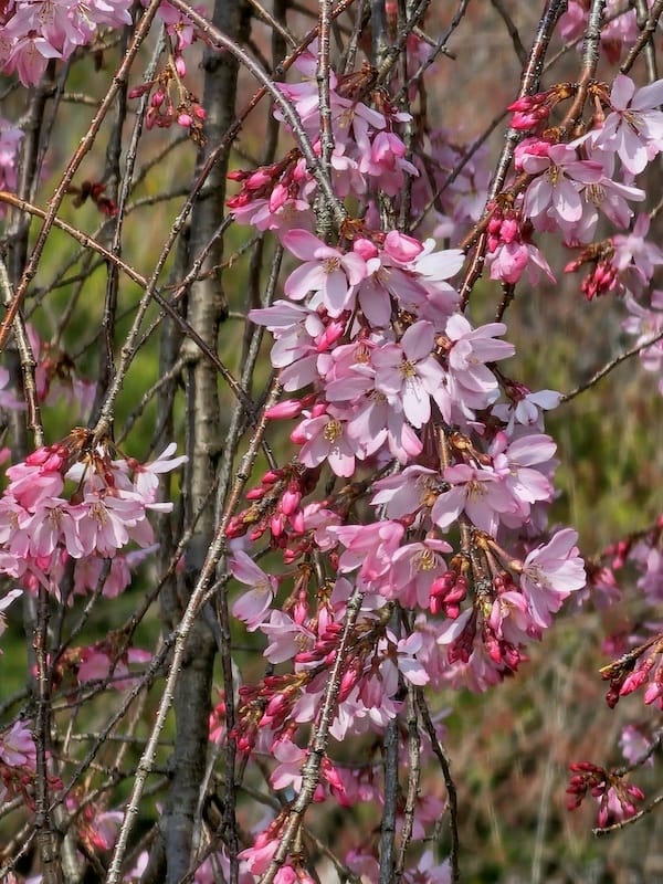 2024-03-31 名古屋賞櫻旅Day5 鶴舞公園+名古屋