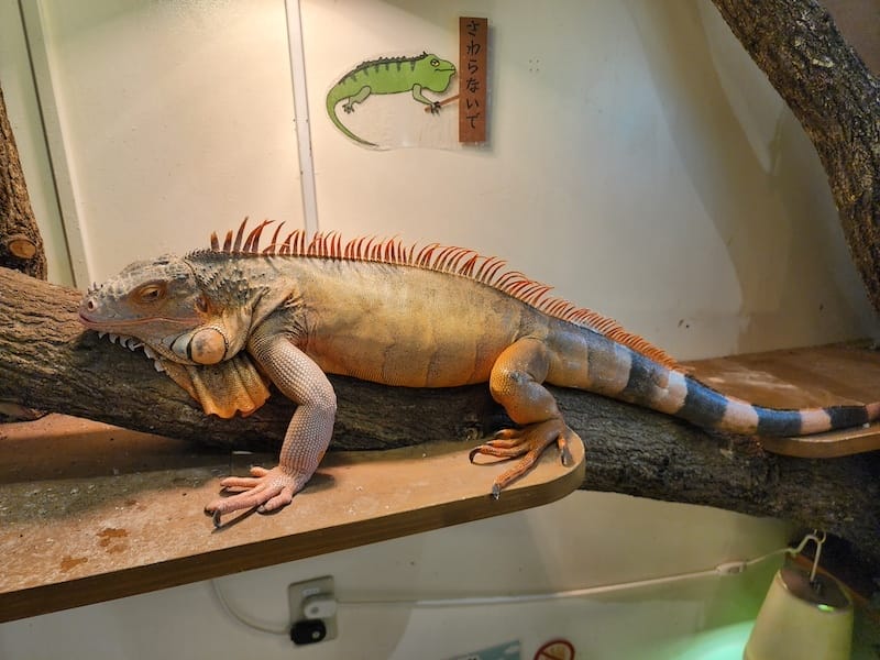 2024-03-30 名古屋賞櫻旅Day4 岡崎城公園+ L