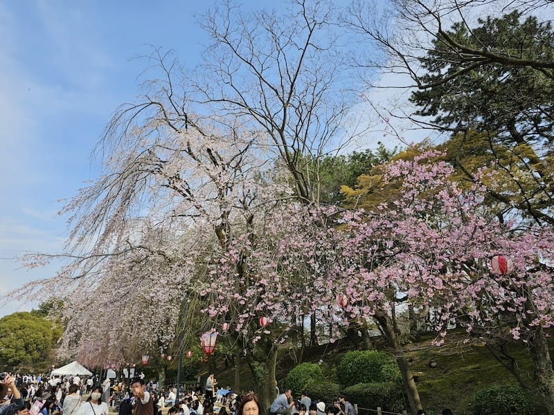 2024-03-31 名古屋賞櫻旅Day5 鶴舞公園+名古屋