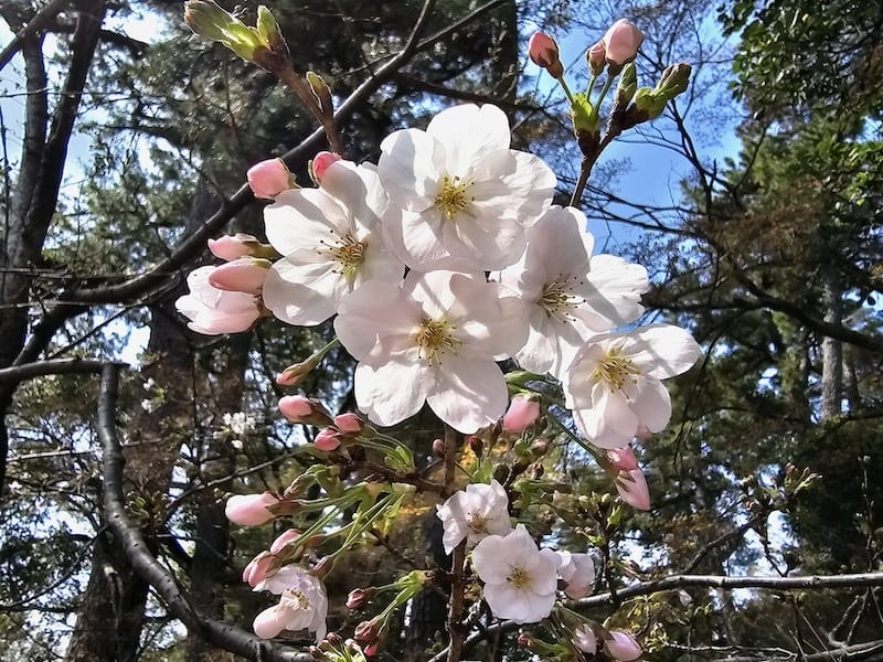 2024-03-30 名古屋賞櫻旅Day4 岡崎城公園+ L
