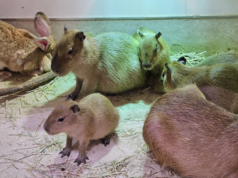 2024-03-30 名古屋賞櫻旅Day4 岡崎城公園+ L