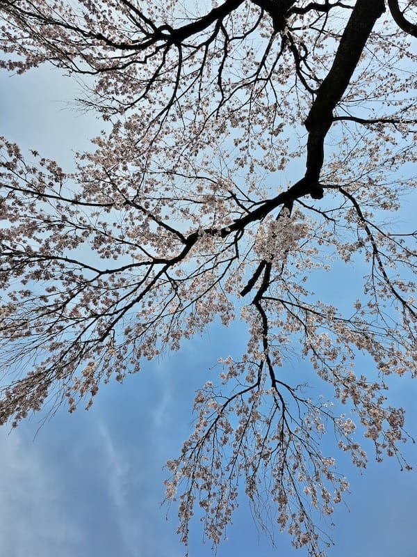 2024-03-31 名古屋賞櫻旅Day5 鶴舞公園+名古屋