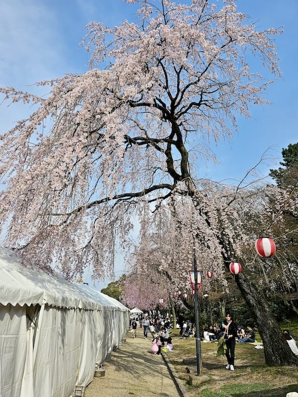 2024-03-31 名古屋賞櫻旅Day5 鶴舞公園+名古屋