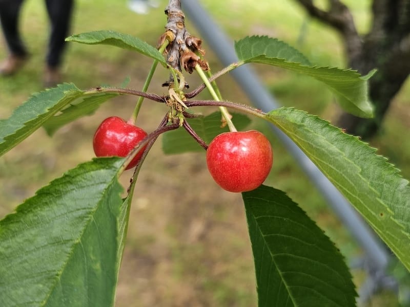 2024-06-07 星動秋田旅Day2-1 銀山溫泉+山形