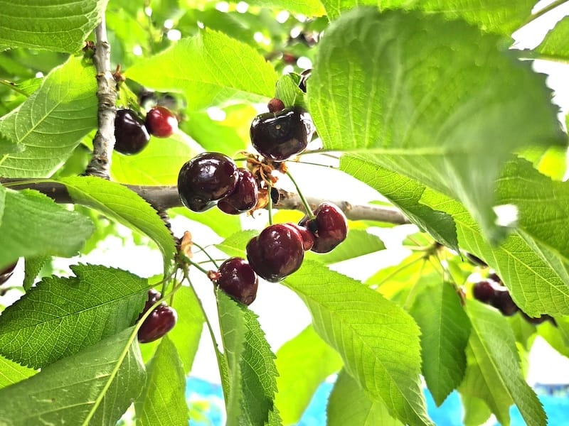 2024-06-07 星動秋田旅Day2-1 銀山溫泉+山形