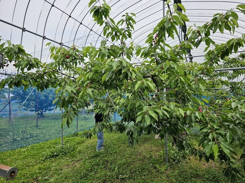 2024-06-07 星動秋田旅Day2-1 銀山溫泉+山形