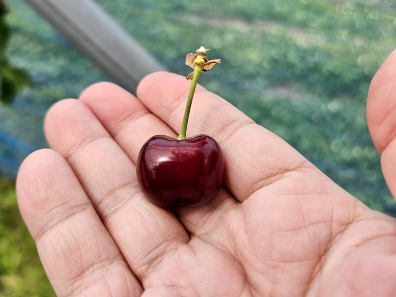 2024-06-07 星動秋田旅Day2-1 銀山溫泉+山形