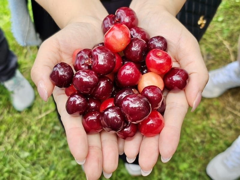 2024-06-07 星動秋田旅Day2-1 銀山溫泉+山形