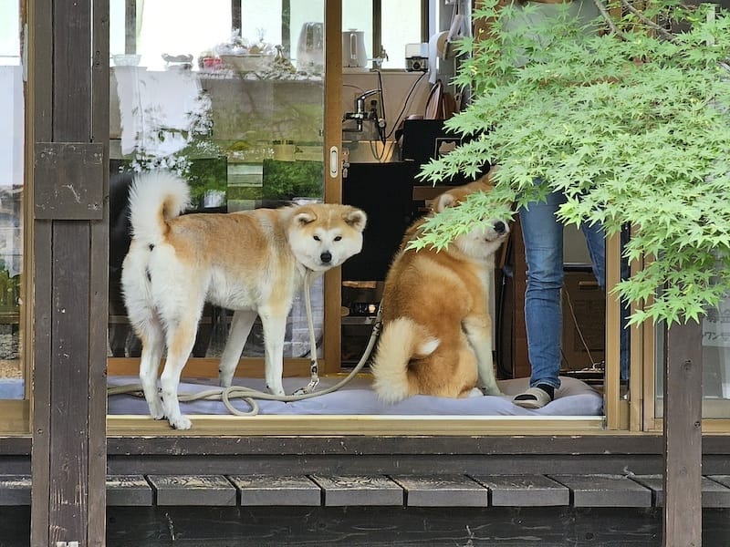 2024-06-09 星動秋田旅Day4 田澤湖+角館武家屋