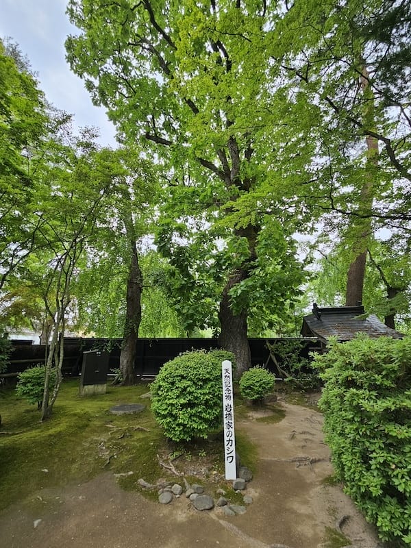 2024-06-09 星動秋田旅Day4 田澤湖+角館武家屋