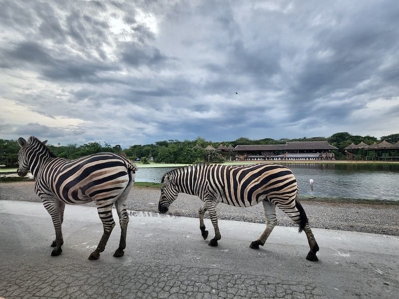 2024-11-05 真的泰好玩Day4-1曼谷野生動物園(