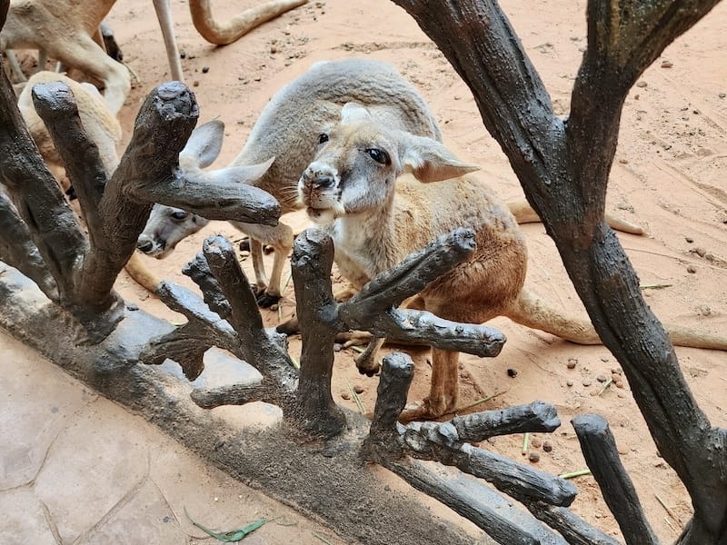 2024-11-05 真的泰好玩Day4-1曼谷野生動物園(