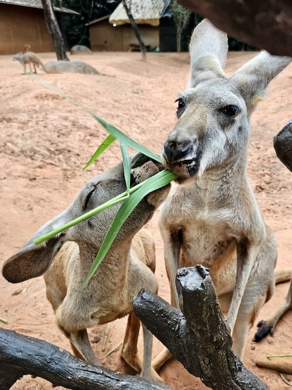 2024-11-05 真的泰好玩Day4-1曼谷野生動物園(