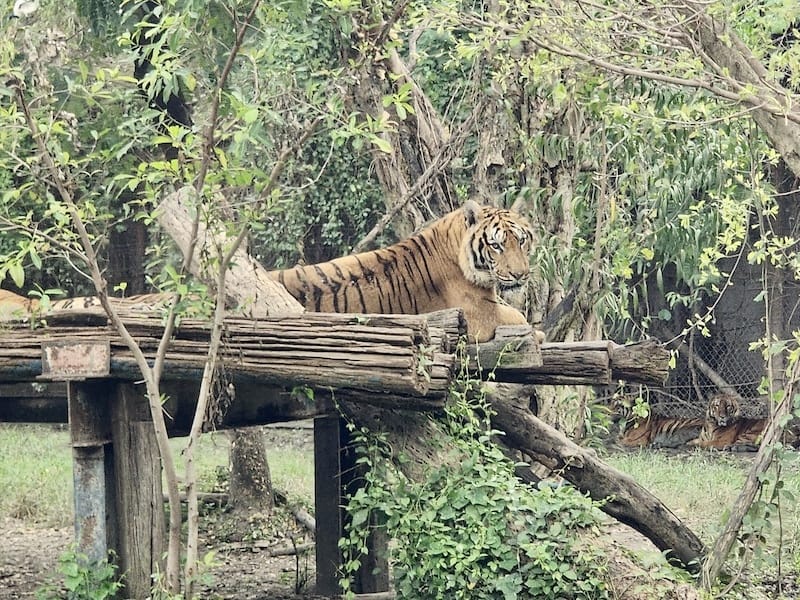 2024-11-05 真的泰好玩Day4-1曼谷野生動物園(
