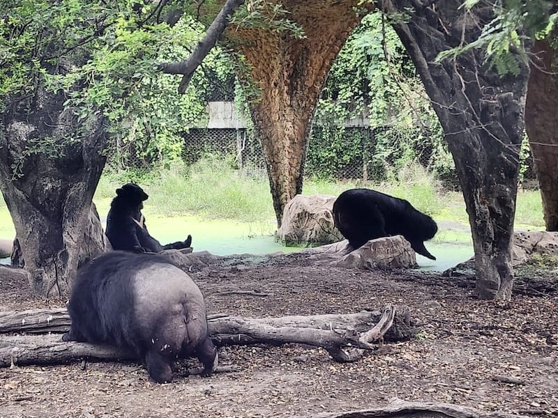 2024-11-05 真的泰好玩Day4-1曼谷野生動物園(
